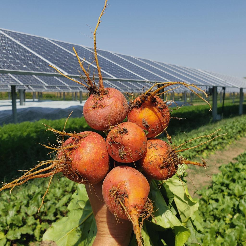 Nonprofit Spotlight: Sprout City Farms