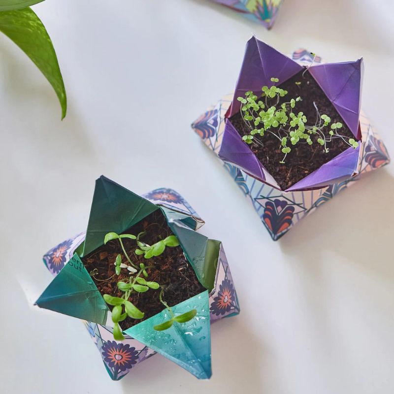 Cosmic Seed Kit