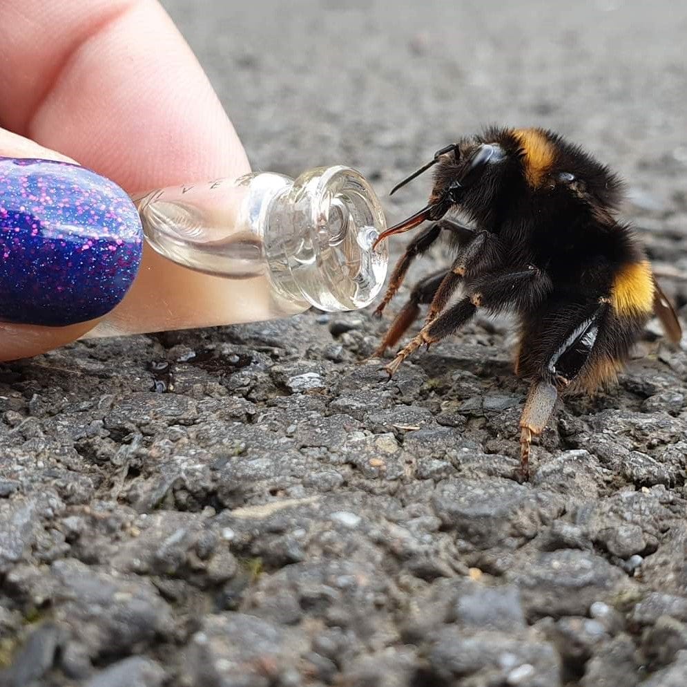 Beevive Bee Revival Kit - Butterfly & Bee Reviver, Keychain, Black or Gold